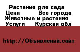 Растения для сада › Цена ­ 200 - Все города Животные и растения » Услуги   . Курская обл.